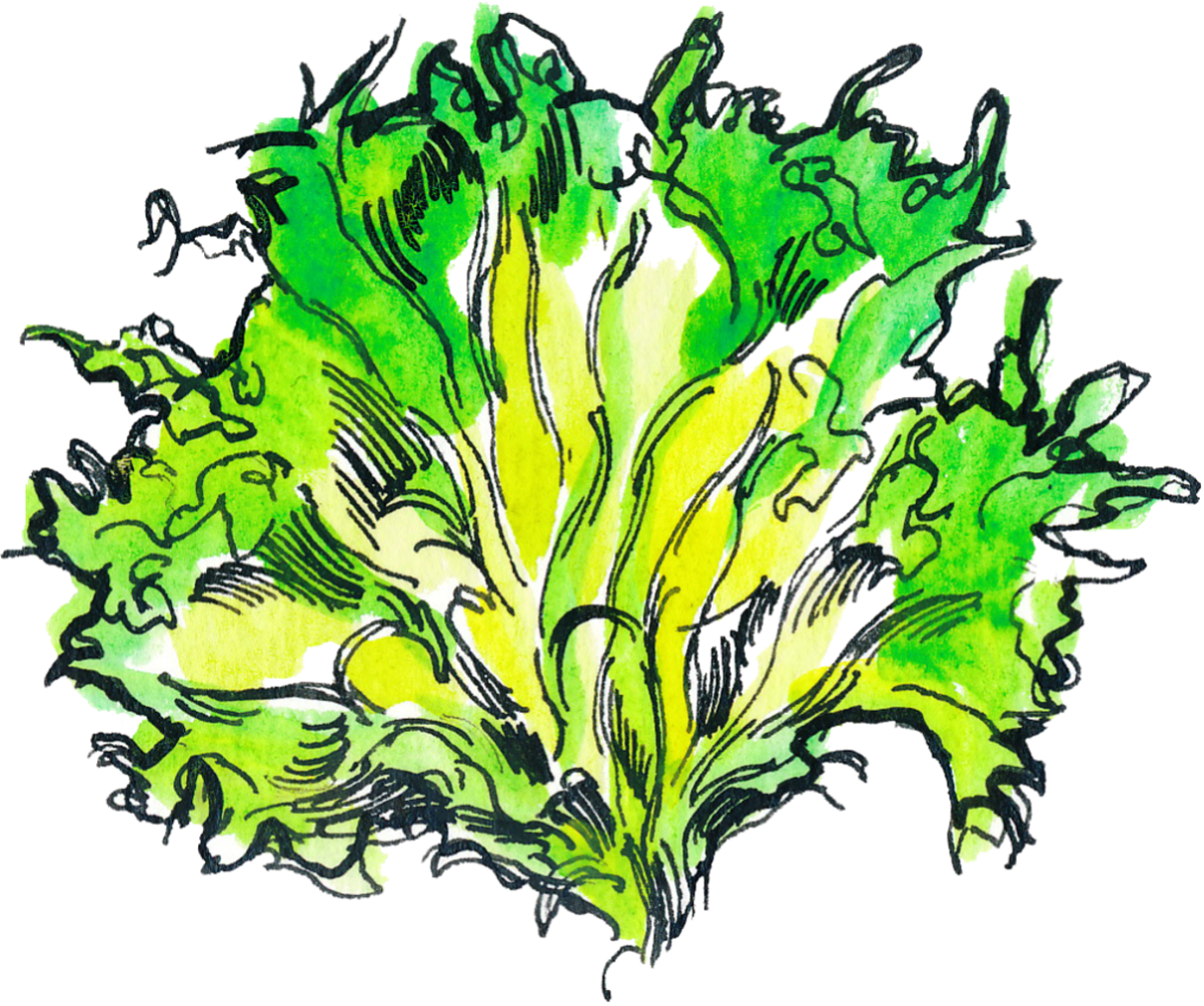 HOM_Illustration_LeafyGreens_Lettuce2