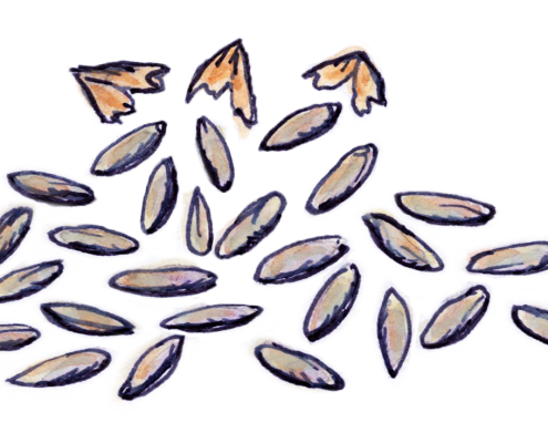 Rye-Kernels-Only
