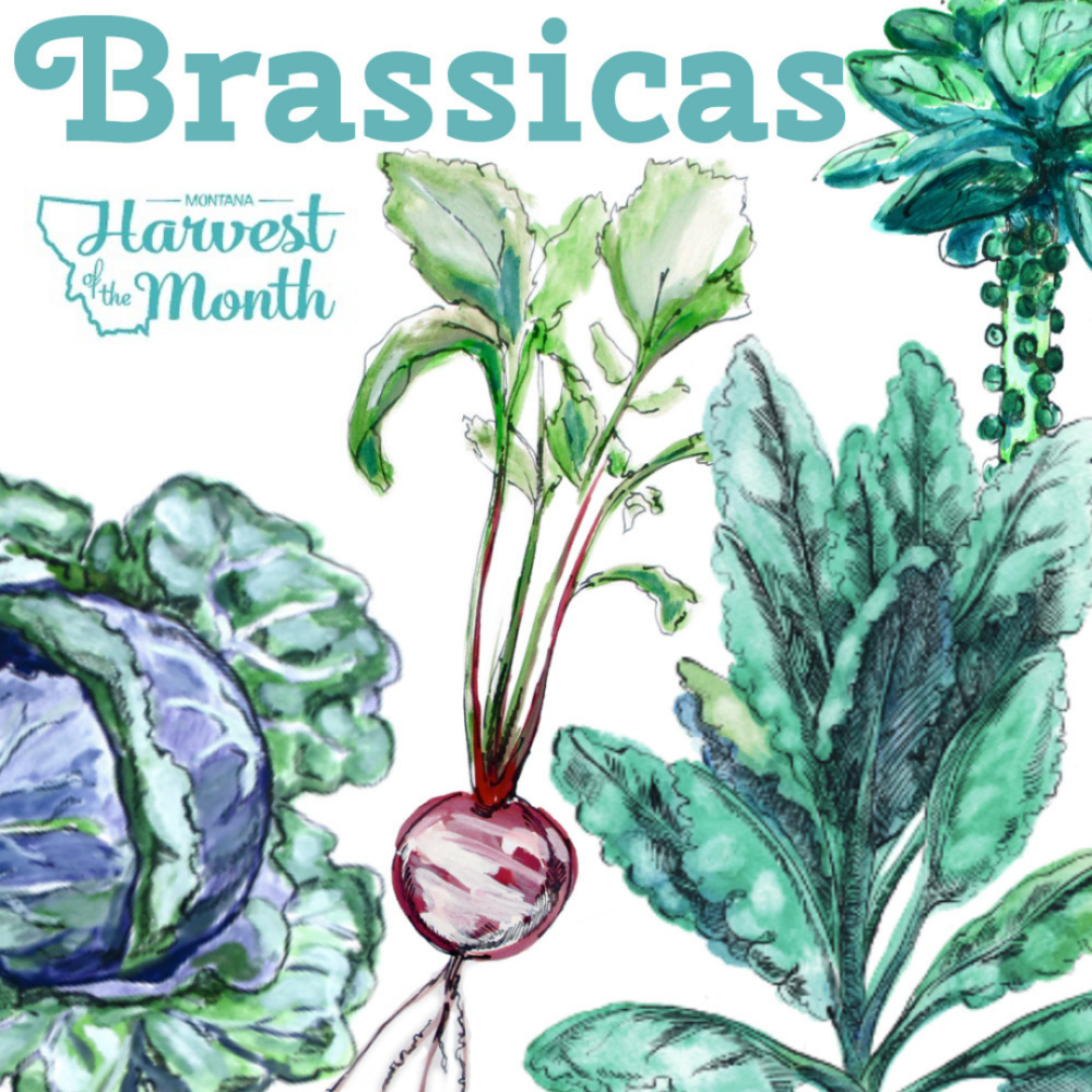 HOM21_Brassicas_SocialPost