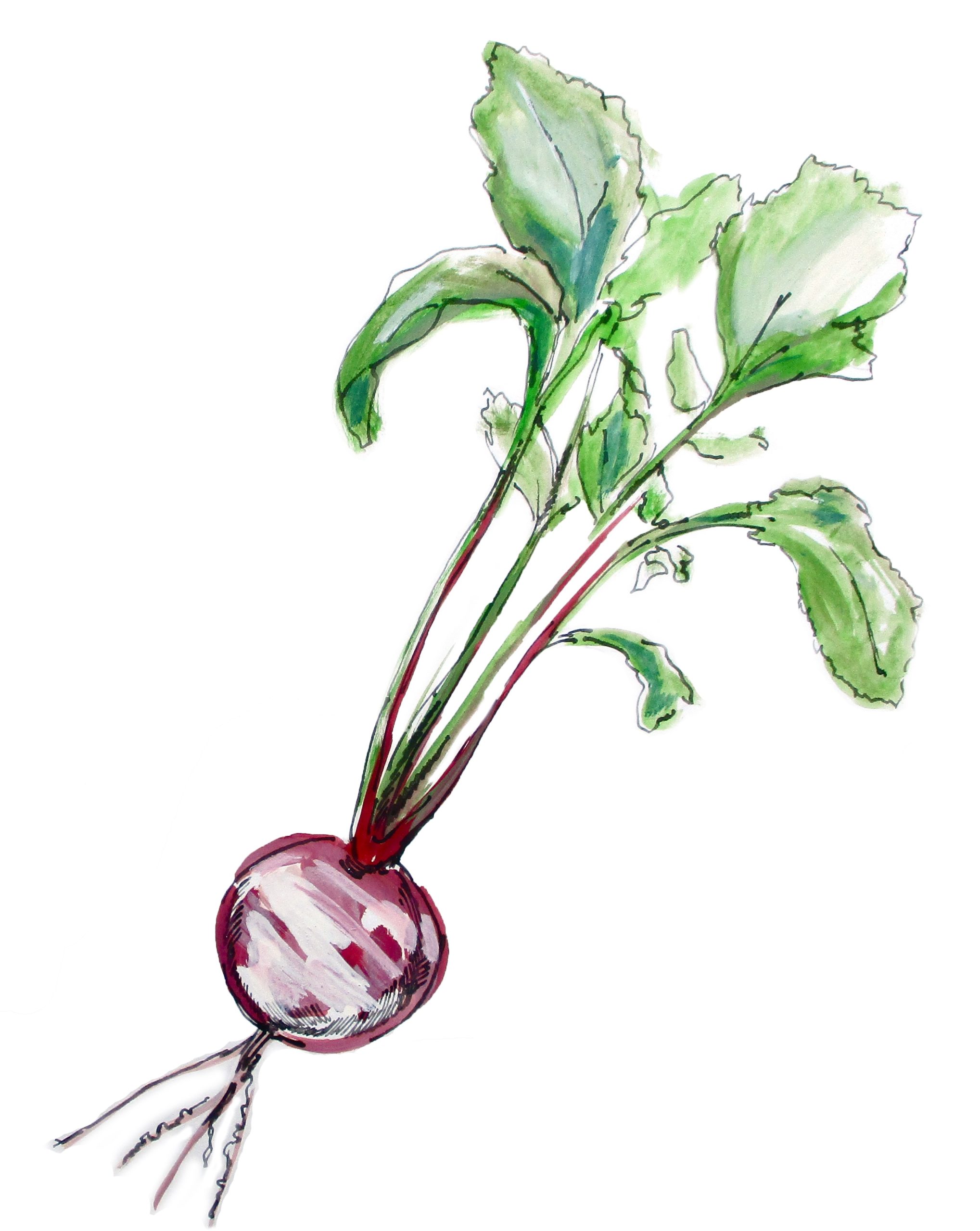 HOM_Illustration_Brassicas_Turnip